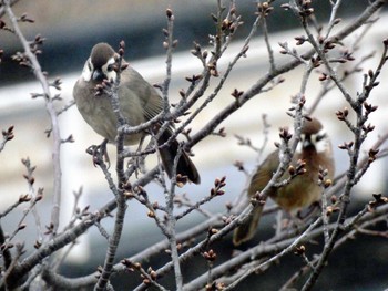 2022年2月20日(日) 自宅の野鳥観察記録