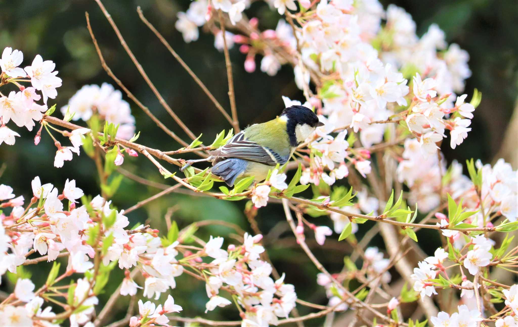 シジュウカラ