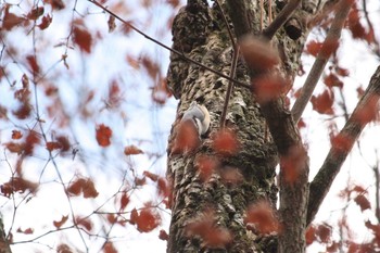 ゴジュウカラ 柳沢峠 2017年11月4日(土)