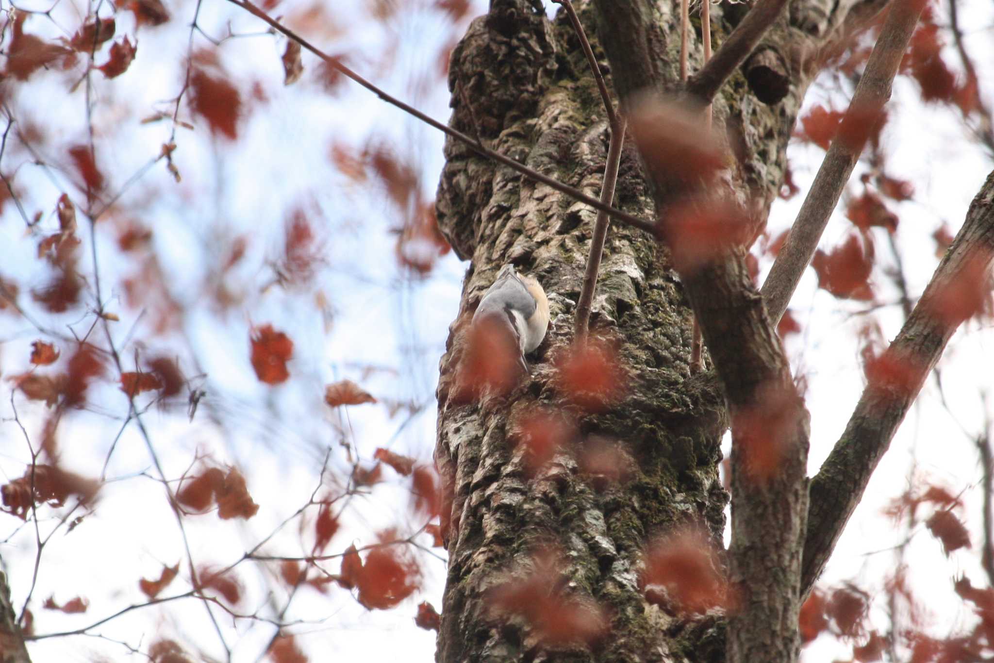 Photo of Eurasian Nuthatch at Yanagisawa Pass