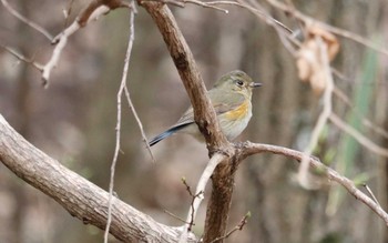 2022年3月29日(火) 名古屋平和公園の野鳥観察記録