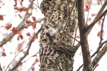 Eurasian Nuthatch Yanagisawa Pass Sat, 11/4/2017