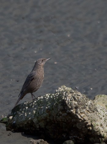 Blue Rock Thrush 多摩川 Mon, 3/21/2022