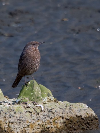 Blue Rock Thrush 多摩川 Mon, 3/21/2022