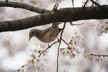 ヒヨドリ 山梨県 芸術の小径 2022年3月28日(月)