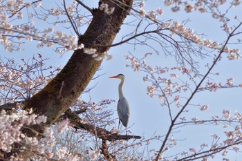 アオサギ 北本自然観察公園 2022年3月28日(月)