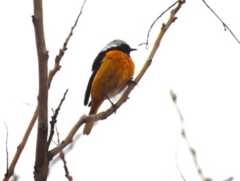 Daurian Redstart 奥林匹克森林公園(北京) Tue, 3/29/2022