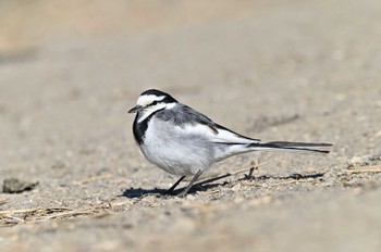 White Wagtail 越辺川(埼玉県川島町) Wed, 2/23/2022