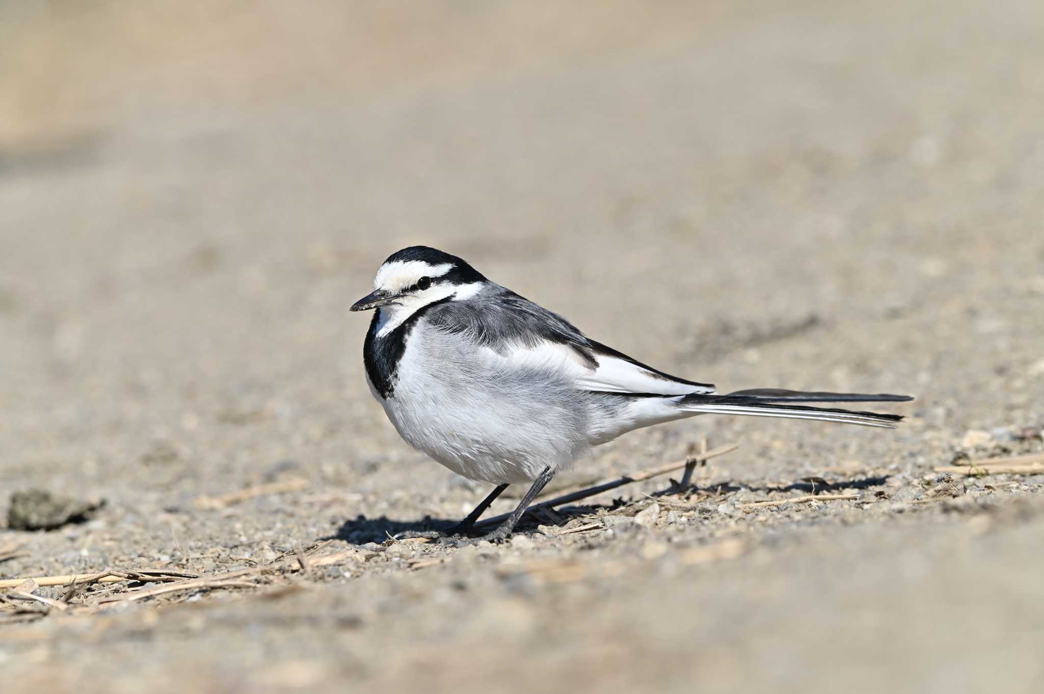 Photo of White Wagtail at 越辺川(埼玉県川島町) by OP