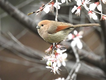 ダルマエナガ 奥林匹克森林公園(北京) 2022年3月29日(火)