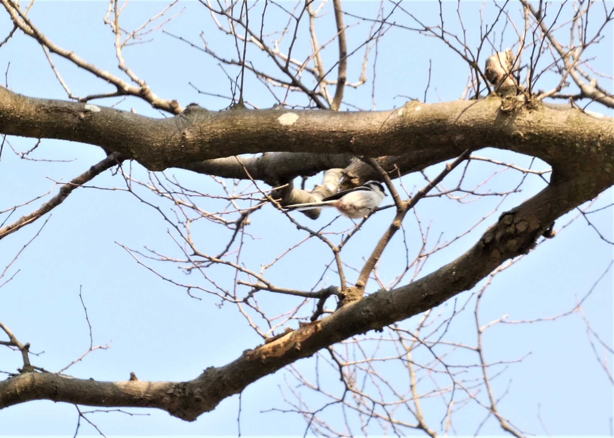 Long-tailed Tit