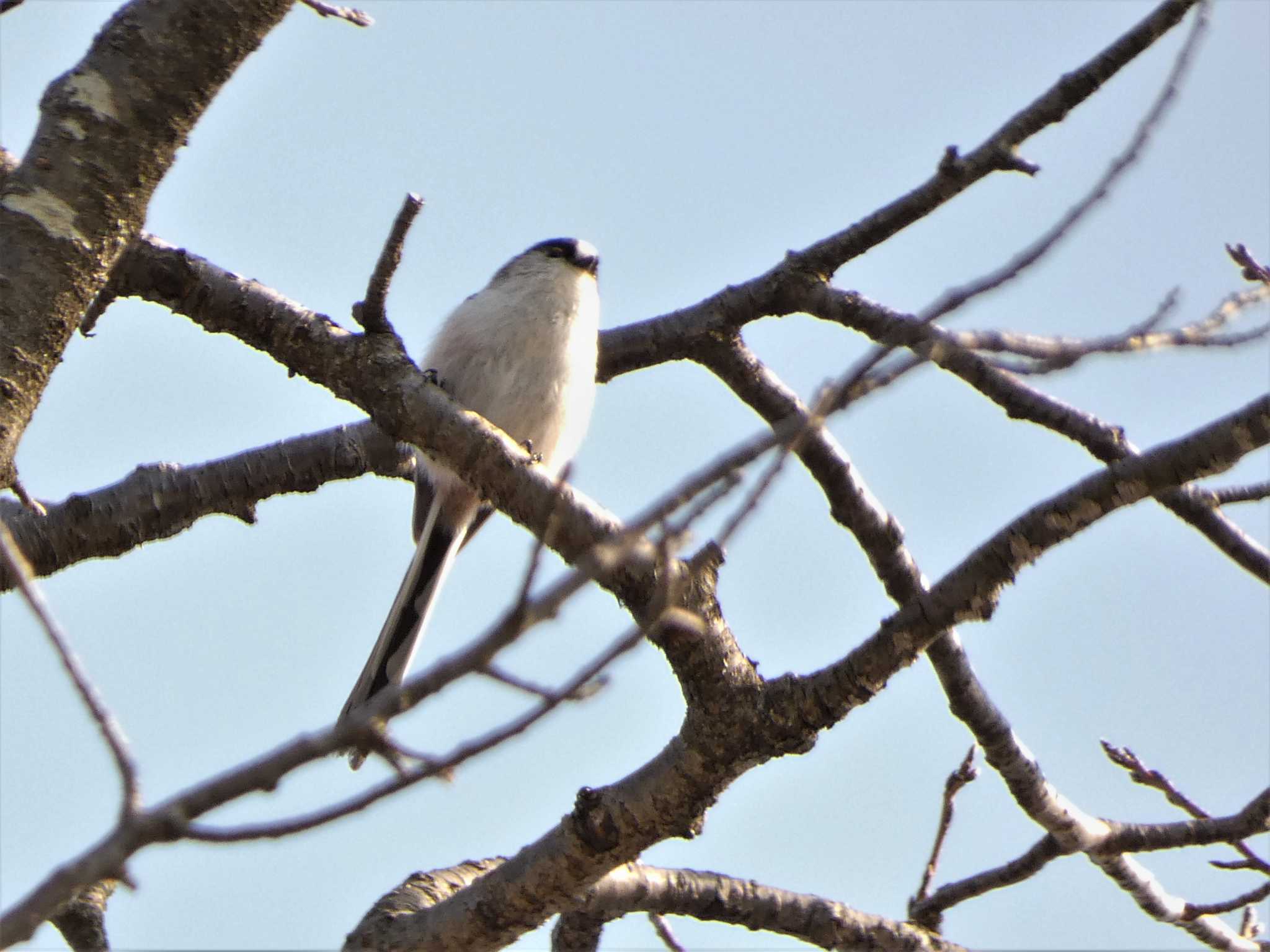 Long-tailed Tit