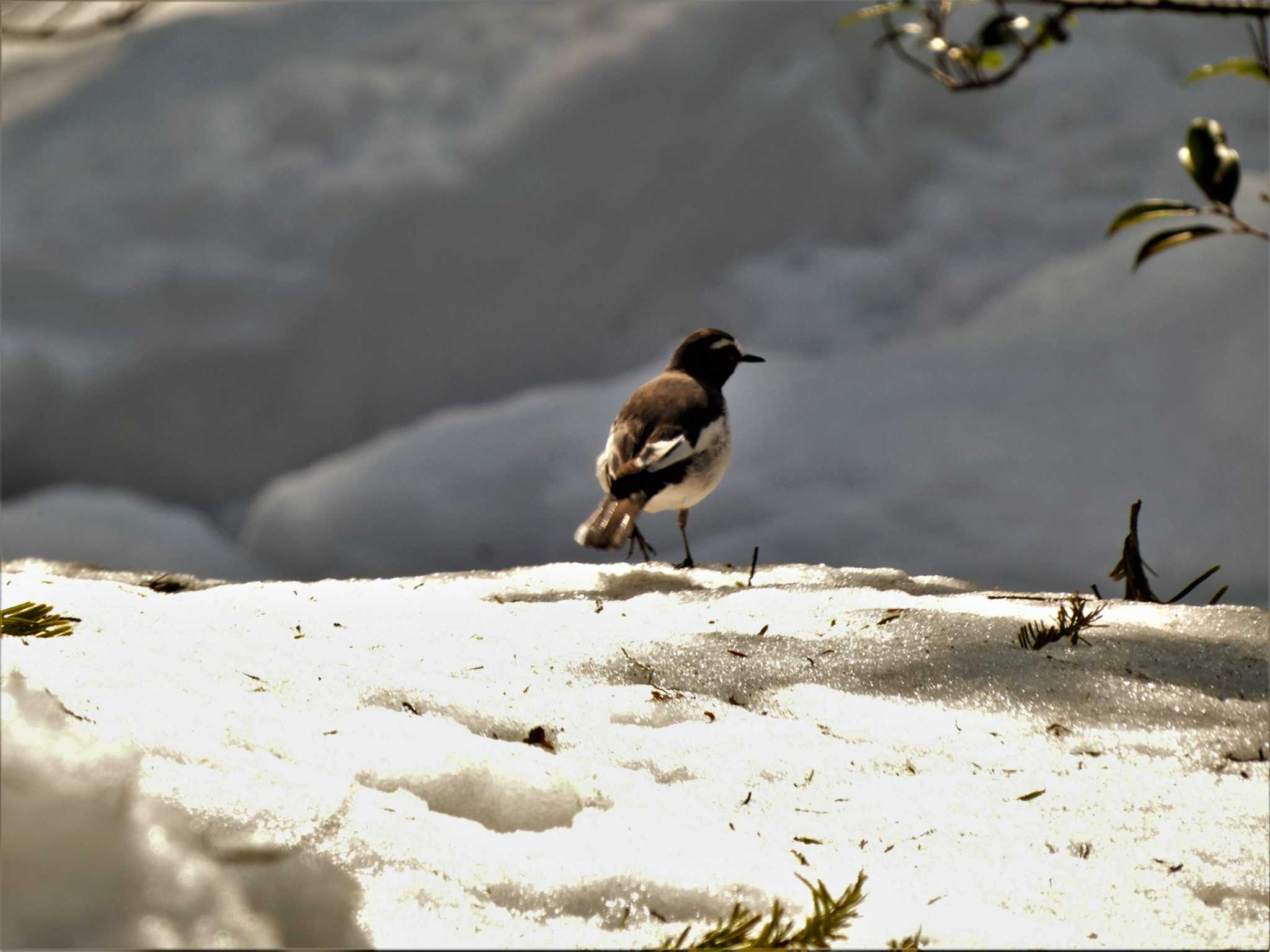 Japanese Wagtail