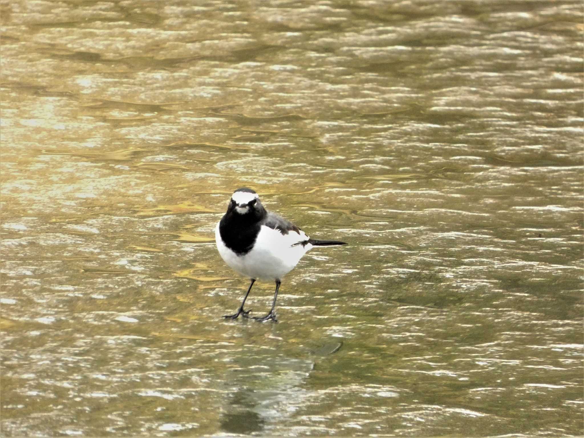 Japanese Wagtail