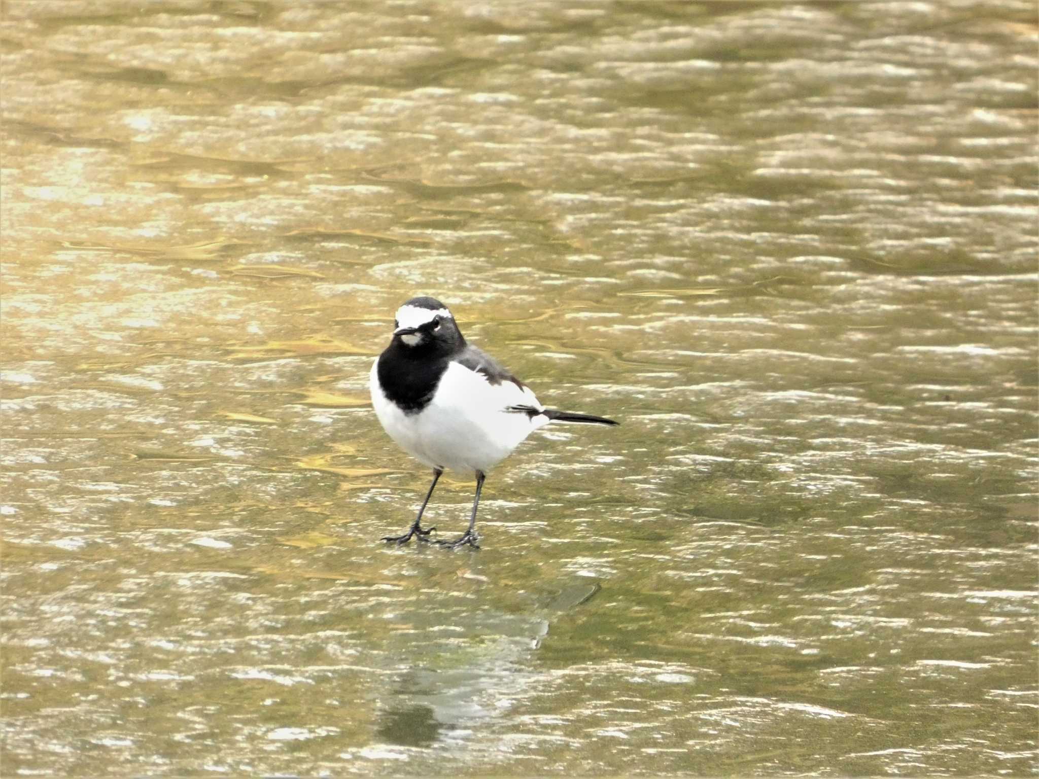 Photo of Japanese Wagtail at Kenrokuen by koshi