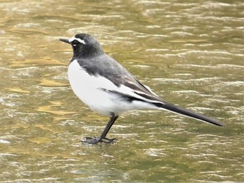 Japanese Wagtail Kenrokuen Sat, 2/26/2022