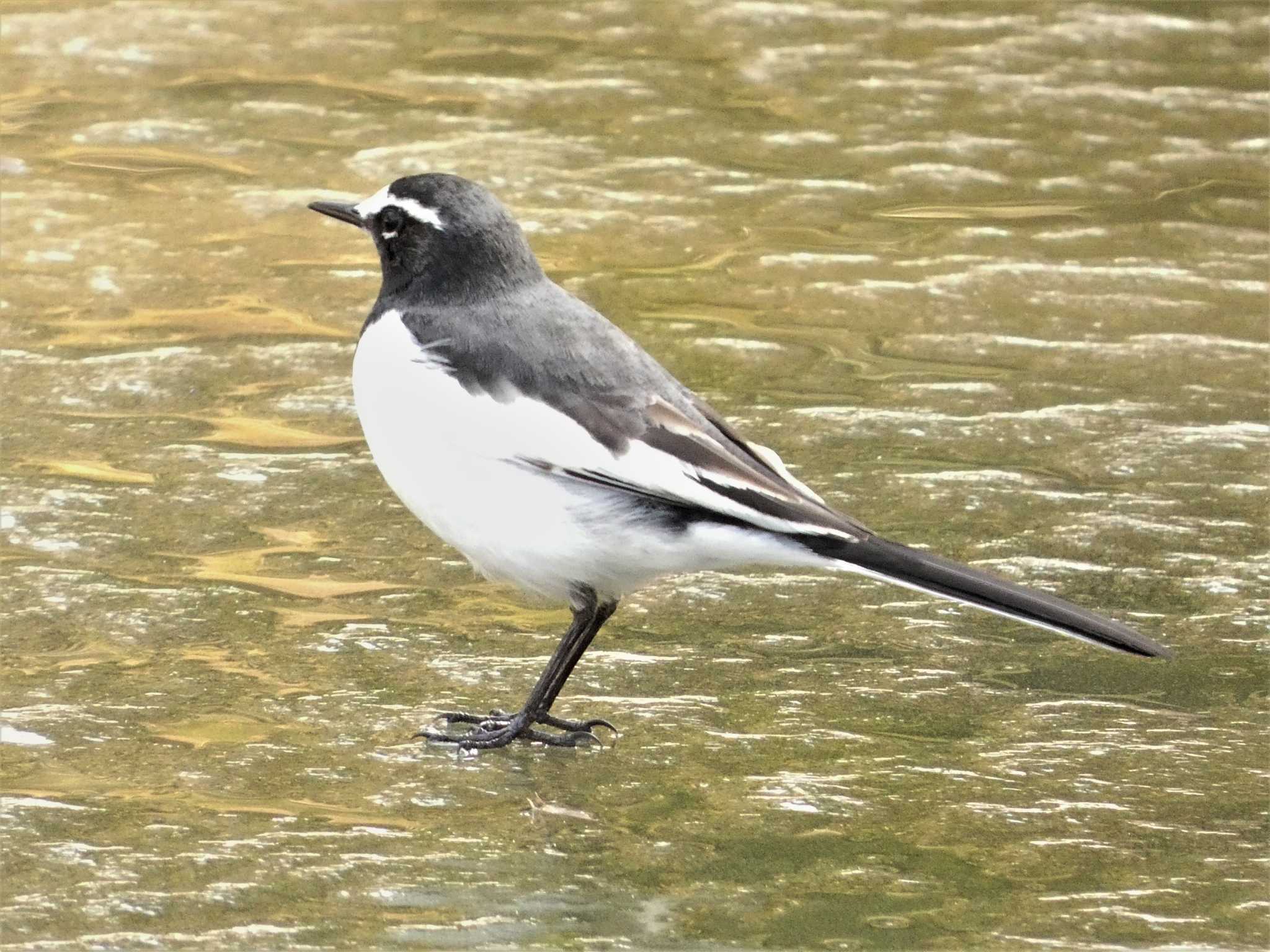 Japanese Wagtail