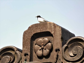 Japanese Wagtail Kenrokuen Sat, 2/26/2022