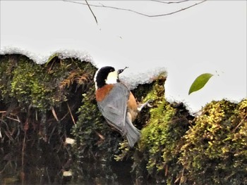 Varied Tit Kenrokuen Sat, 2/26/2022