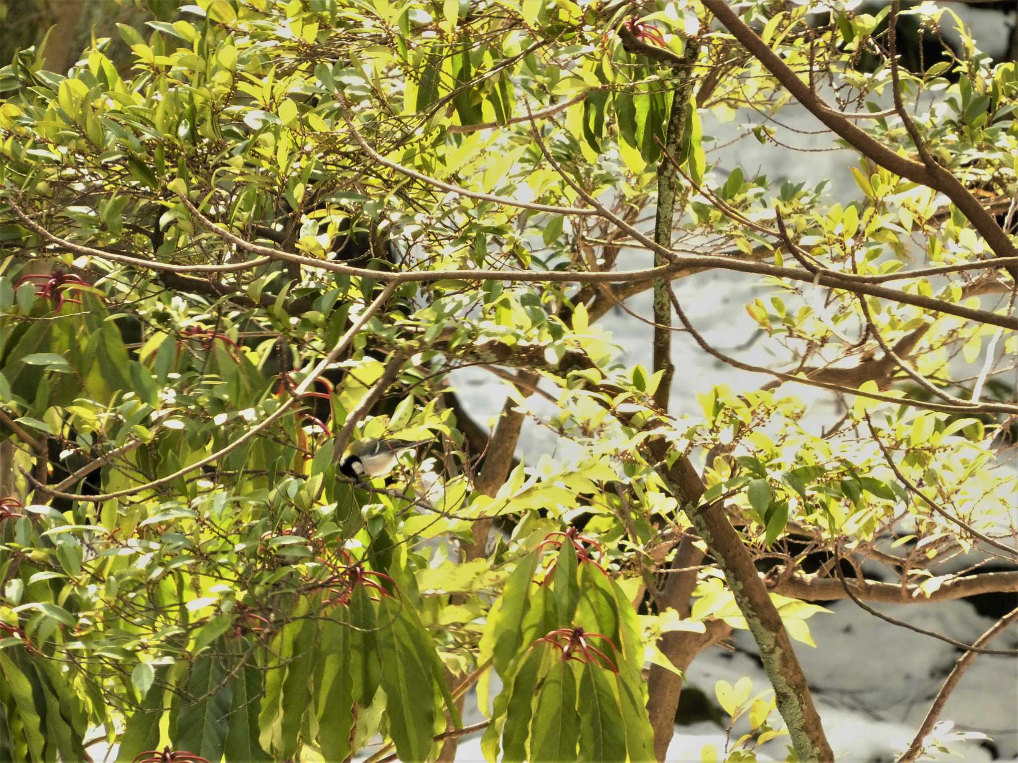 Japanese Tit