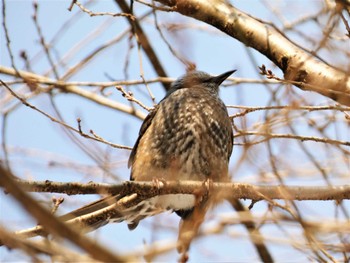 ヒヨドリ 白鳥路 2022年2月26日(土)