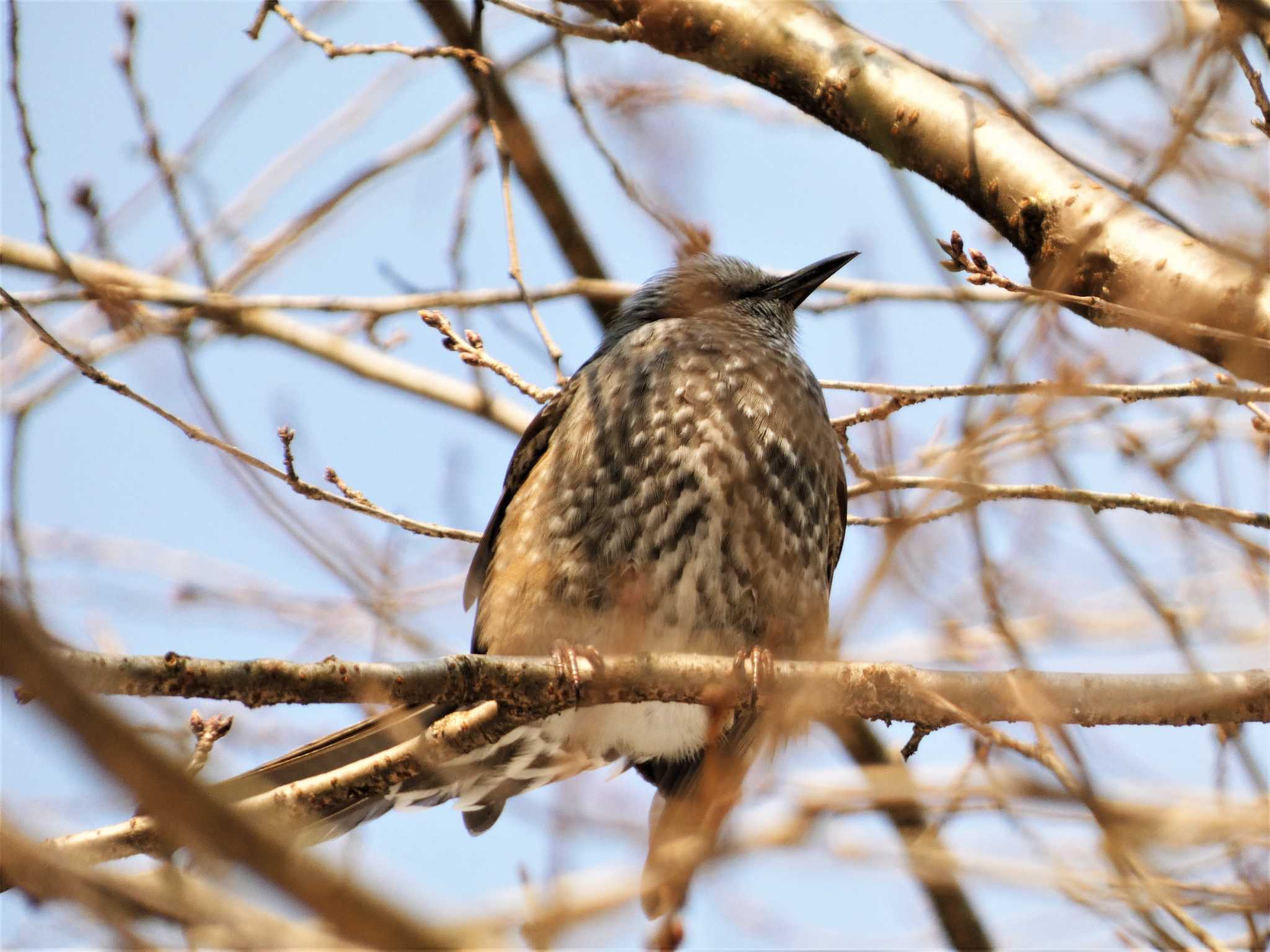 白鳥路 ヒヨドリの写真 by koshi