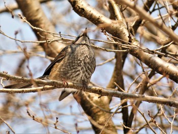 ヒヨドリ 白鳥路 2022年2月26日(土)