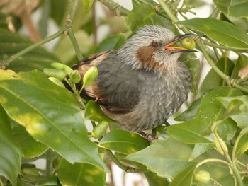 2022年2月26日(土) 白鳥路の野鳥観察記録