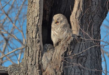 Ural Owl(japonica) 十勝管内 Mon, 3/28/2022