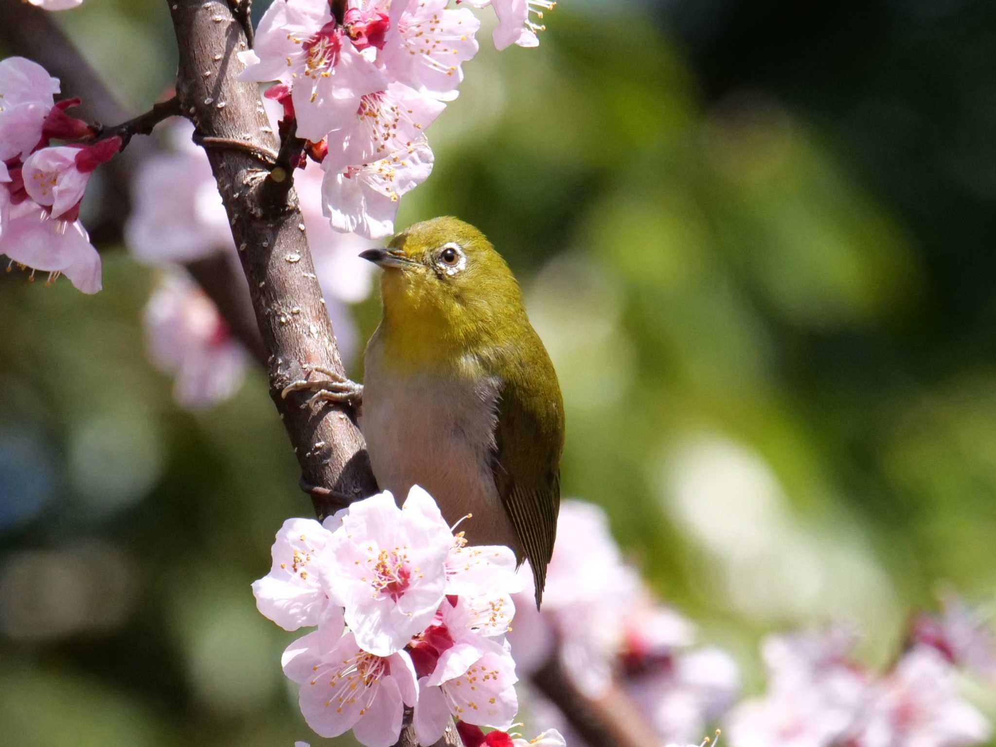 撮るよ、と言ったら停まった・・ by little birds