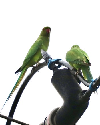 ワカケホンセイインコ 場所が不明 2022年3月30日(水)