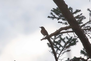 Brown-headed Thrush Yanagisawa Pass Sat, 11/4/2017