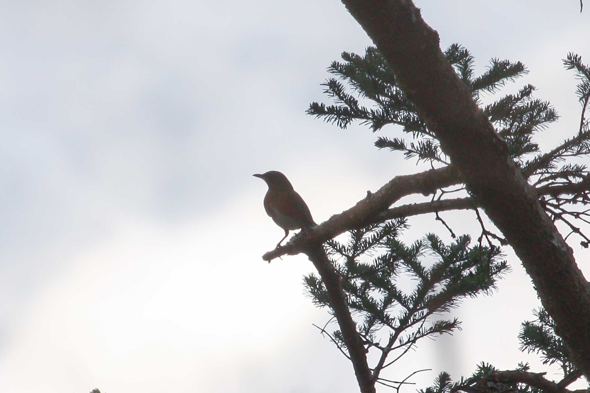 この野鳥の種類を教えてください！