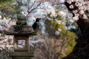 ハシブトガラス 東大寺 2022年3月30日(水)