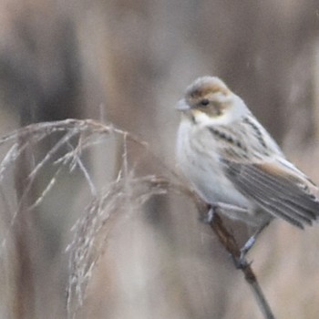 Common Reed Bunting 須崎調整池 Tue, 3/29/2022