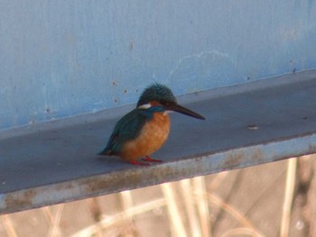 カワセミ 自宅 2022年3月30日(水)