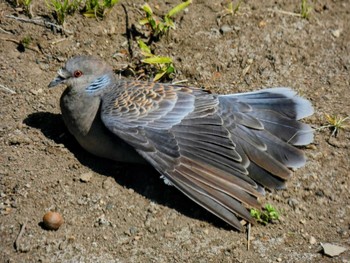 2022年3月30日(水) 自宅の野鳥観察記録