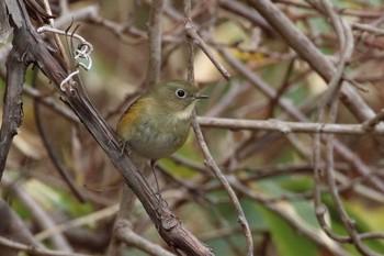 Red-flanked Bluetail Hakodateyama Sun, 11/5/2017