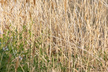 Masked Bunting 瑞梅寺川 Sun, 3/20/2022