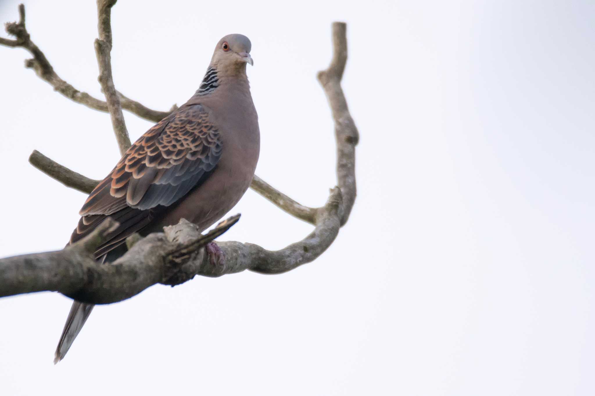 Oriental Turtle Dove