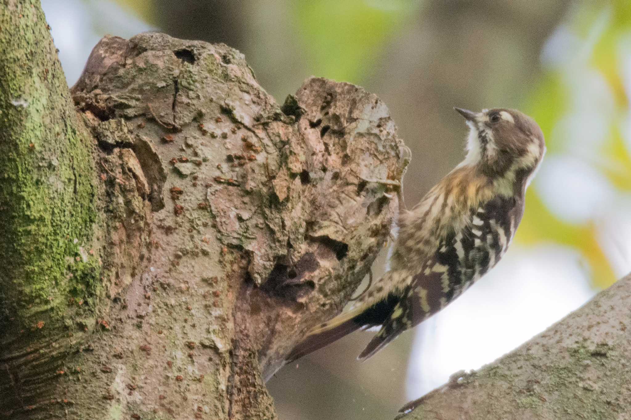 Japanese Pygmy Woodpecker