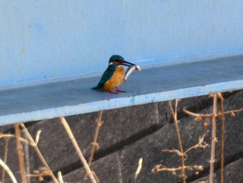 カワセミ 自宅 2022年3月30日(水)