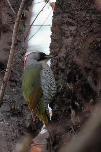 Japanese Green Woodpecker 八王子市 Wed, 3/30/2022