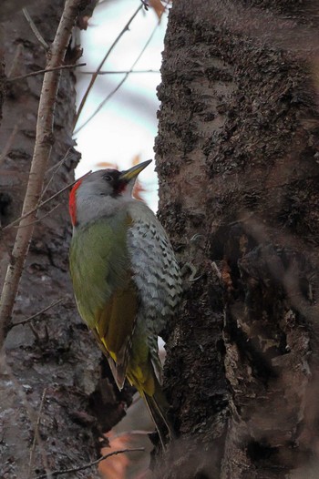 Japanese Green Woodpecker 八王子市 Wed, 3/30/2022