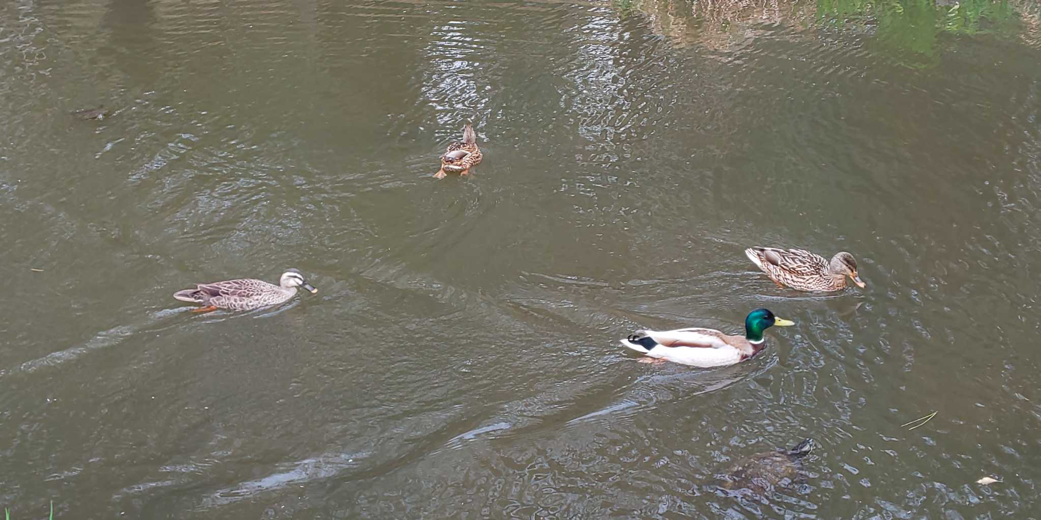 Photo of Mallard at 宝来公園 by Gagasaki