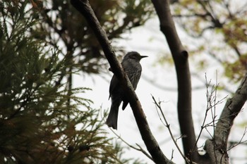 Brown-eared Bulbul 天拝山歴史自然公園 Wed, 3/30/2022