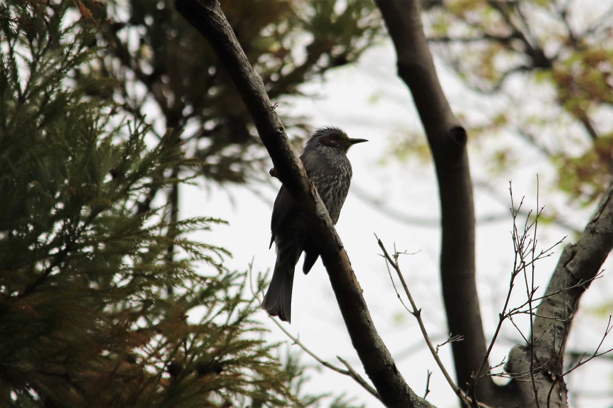 Photo of Brown-eared Bulbul at 天拝山歴史自然公園 by momochan