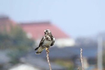 Rough-legged Buzzard 埼玉県 Wed, 3/30/2022