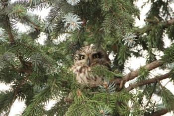 Short-eared Owl 西多摩市 Tue, 3/29/2022