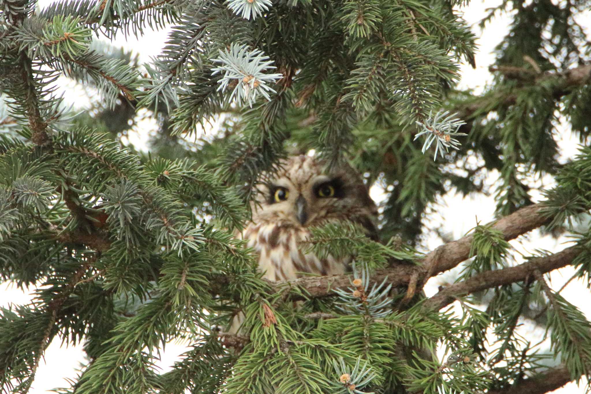 西多摩市 コミミズクの写真 by tokky